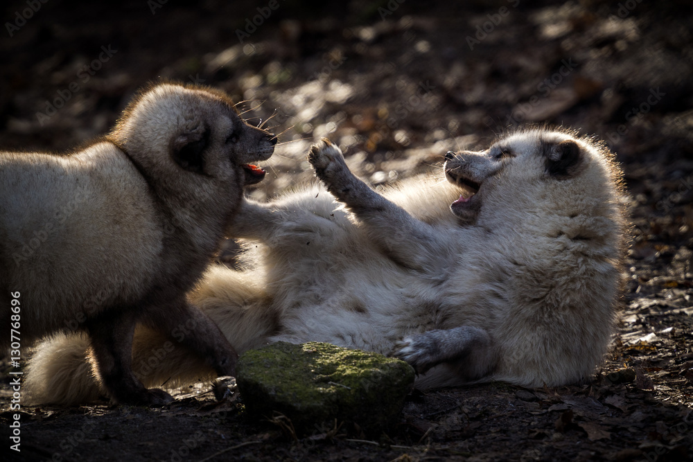 Fototapeta premium Arctic fox cub in nature