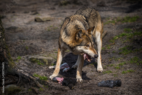 Eurasian wolf eating its prey