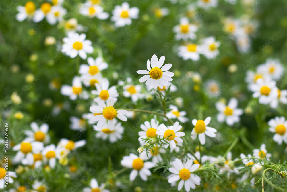 Chamomile (Matricaria chamomilla) on a green background in a field Chamomile (Matricaria chamomilla) on a green background in a field