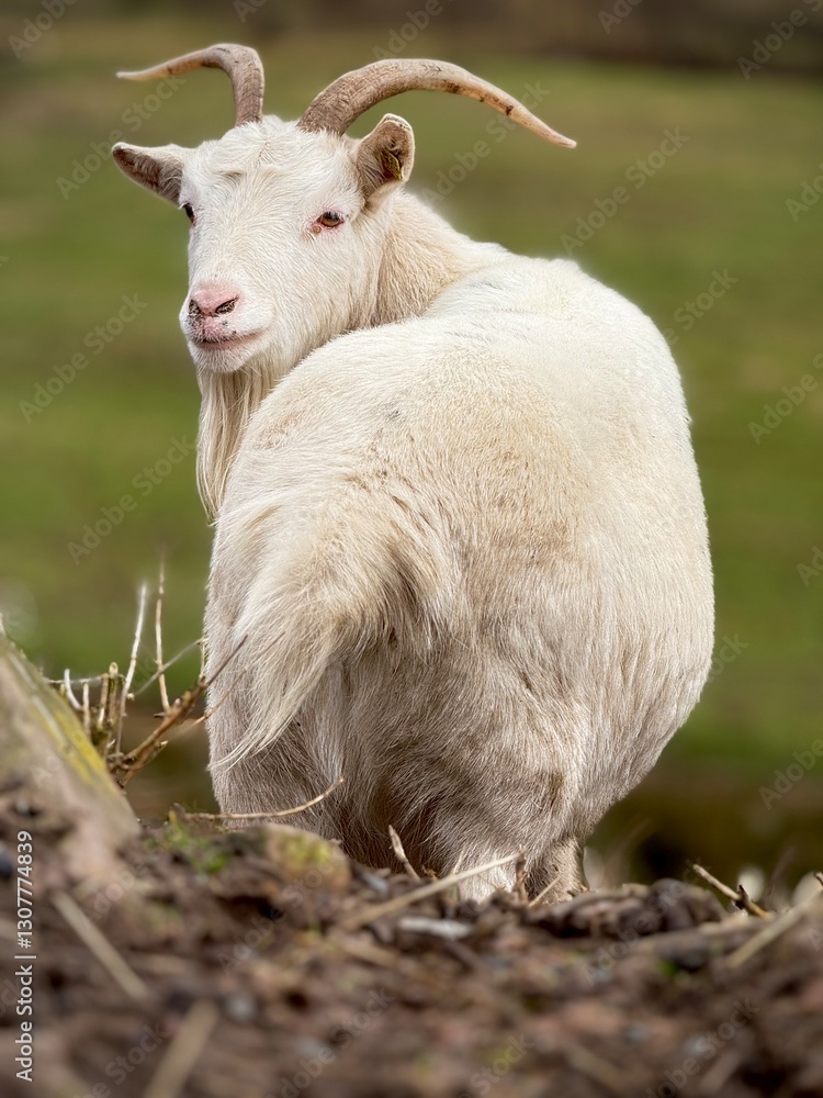 Fototapeta premium goat on the meadow