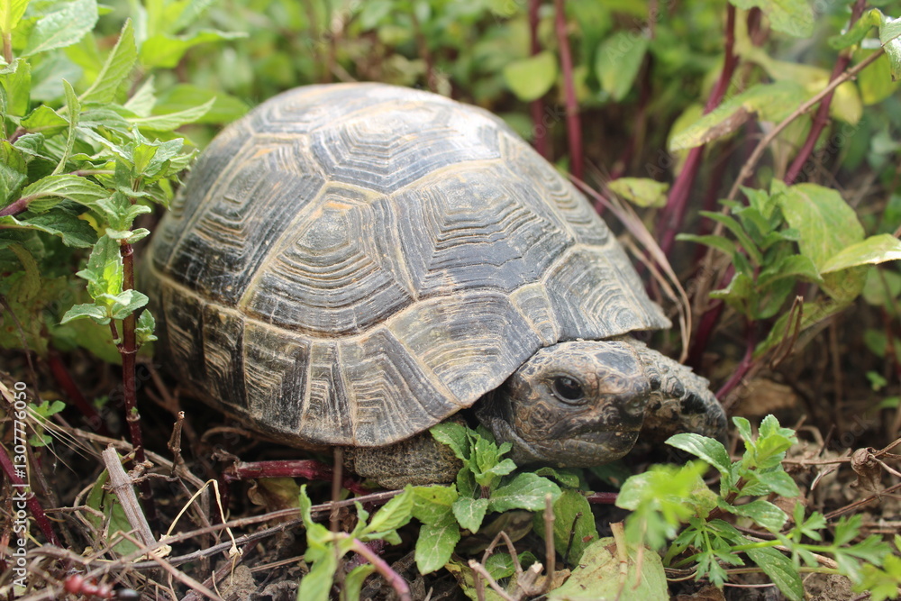 Three-leg Turtle Having Lunch In The Garden Three-leg Turtle Having Lunch In The Garden