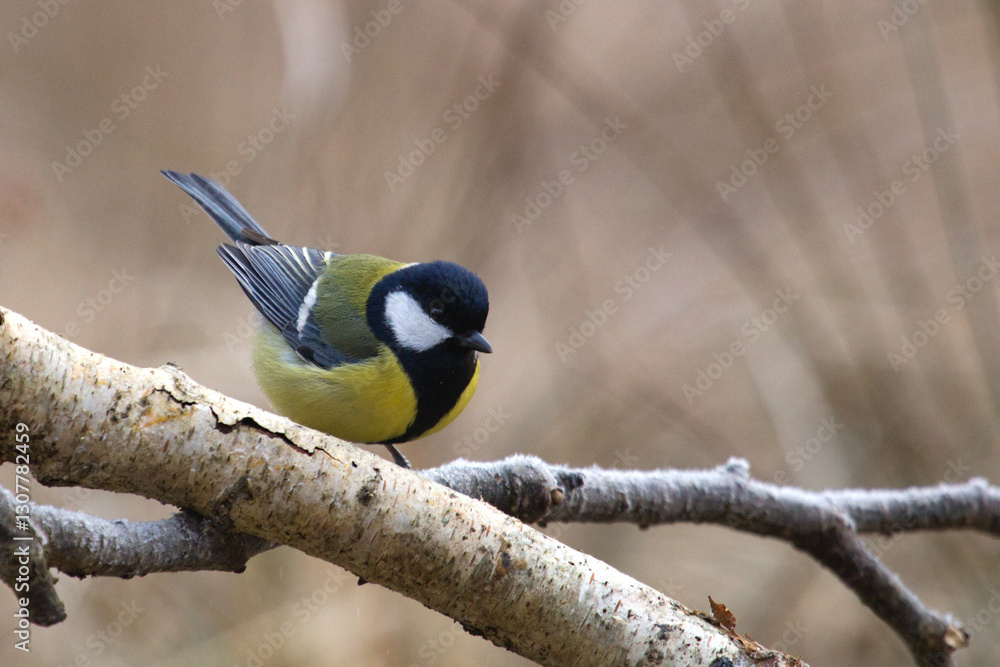 Fototapeta premium Great tit bird close up Parus major sitting on tree branch little birds, cute bird purched on a stick.