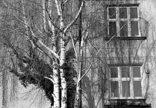 Fototapeta Naklejka Na Ścianę i Meble -  piękne brzozy przy starym budynku