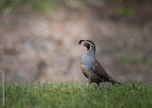 California Quail