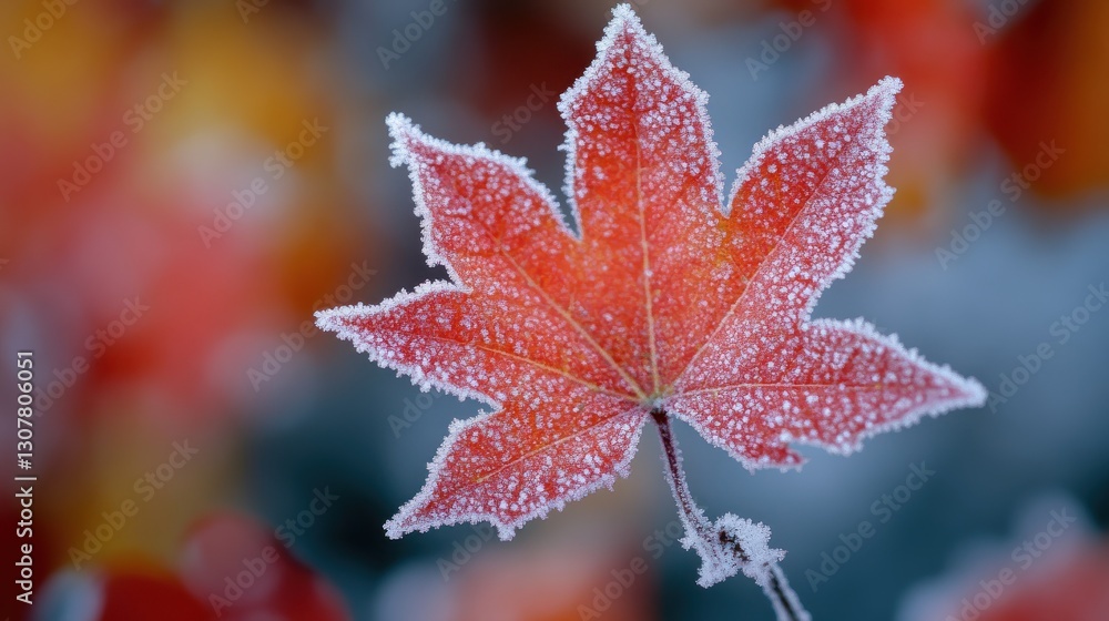 Hoarfrost Kissed Maple Leaf a Delicate Balance of Autumns Beauty and Winters Cold Embrace Hoarfrost Kissed Maple Leaf a Delicate Balance of Autumns Beauty and Winters Cold Embrace