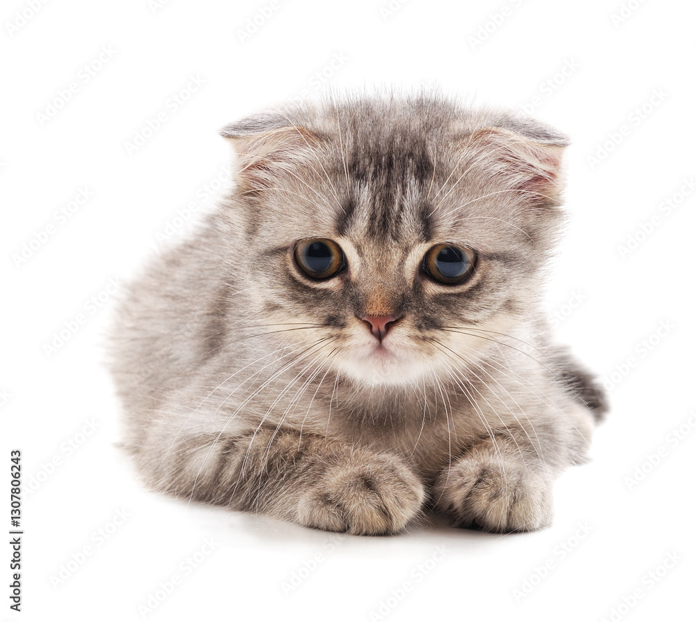 Fototapeta premium Small gray kitten.