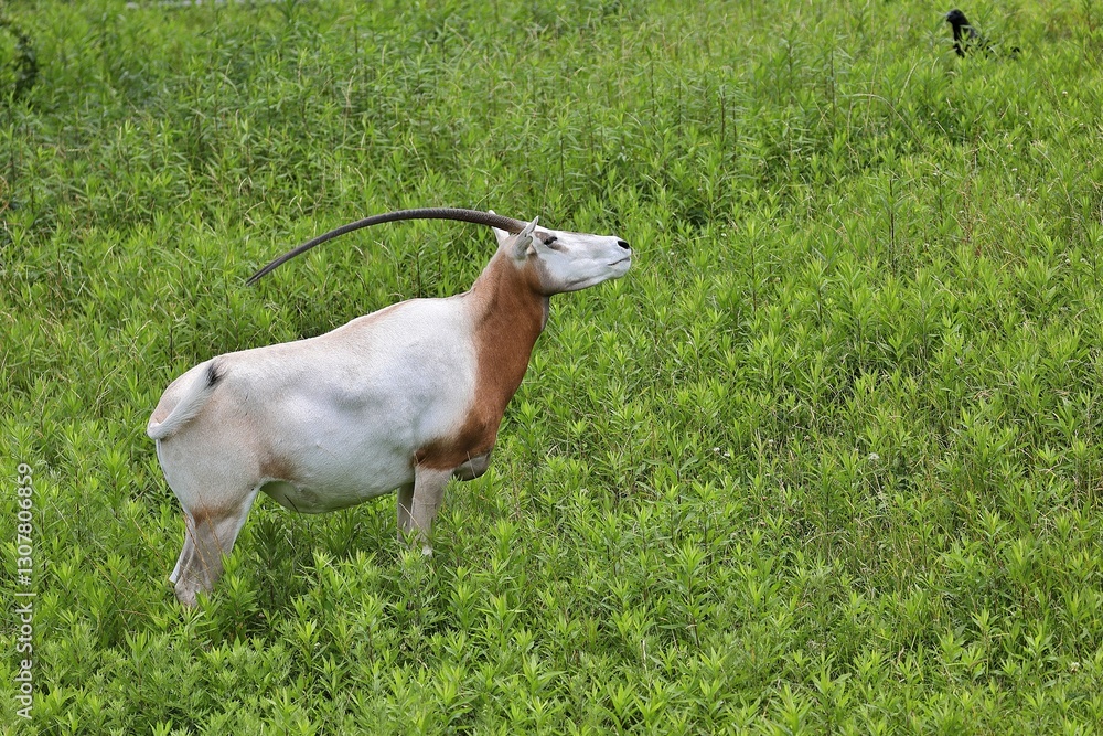 Fototapeta premium 草原に立ち見上げるシロオリックス