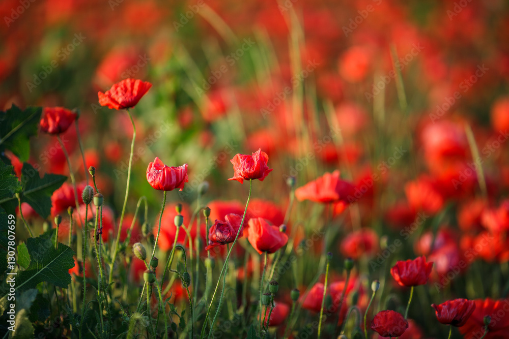 Green grass emerging through bright red poppies in a field Green grass emerging through bright red poppies in a field