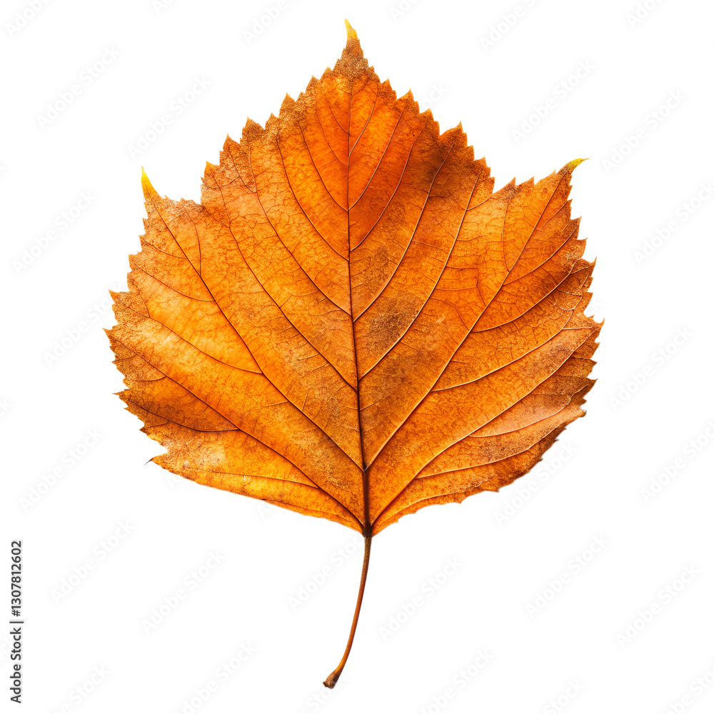 Single dried orange autumn leaf isolated on transparent background Single dried orange autumn leaf isolated on transparent background