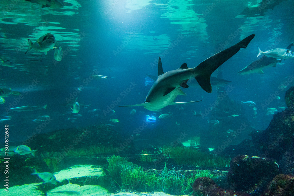 Obraz premium Barcelona, ​​Spain - February 4, 2025: Barcelona Oceanarium. Marine life in the aquarium. A shark swims surrounded by fish.