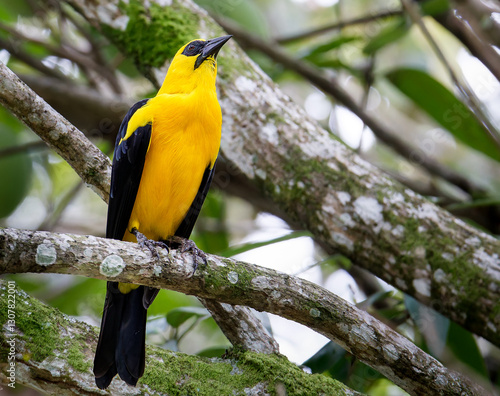 Foto Oriole Blackbird on a branch