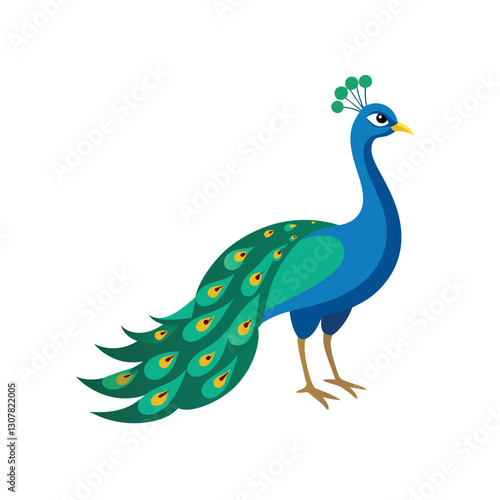 peacock on white background