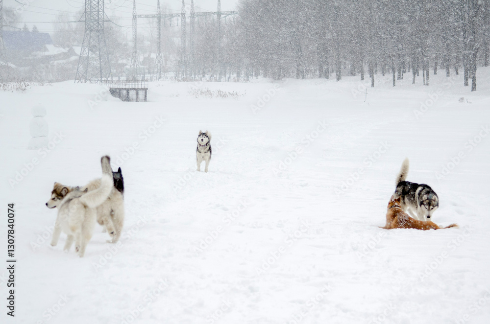 Naklejka premium Group of huskies joyfully playing in snow-covered park. Snowfall creates serene atmosphere as trees line background. Overcast skies add to wintry scene