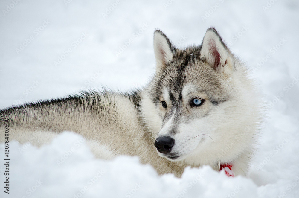 Naklejka premium Siberian husky lies peacefully in fresh, white snow. Bright blue eyes contrast strikingly against neutral winter background. Soft lighting enhances serene, wintry ambiance