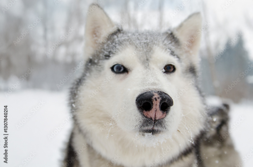 Siberian husky with distinctive eyes stands in snowy environment. Soft lighting accentuates fur, while blurred trees in background enhance winter scene. Huskies known for endurance and beauty Siberian husky with distinctive eyes stands in snowy environment. Soft lighting accentuates fur, while blurred trees in background enhance winter scene. Huskies known for endurance and beauty