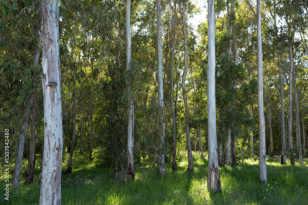 Obraz premium Landscape with tall graceful eucalyptus trees