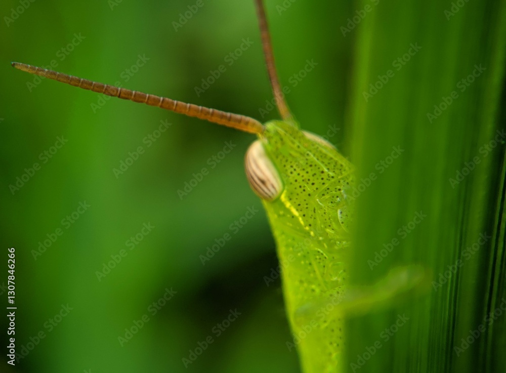 green leaf beetle green leaf beetle