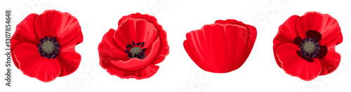 Red poppy flowers isolated on a white background. Set of vector illustrations