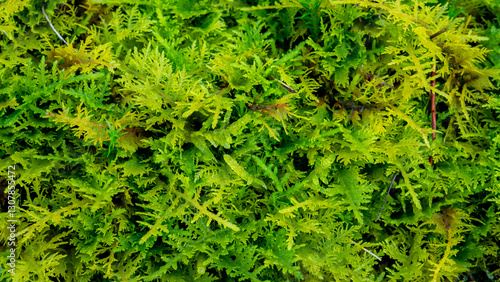 Foto macro close-up view of lush green moss with intricate textures and delicate leav