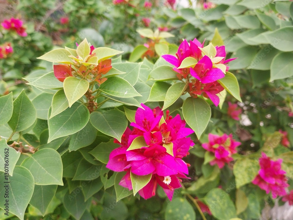 Obraz premium pink bougainvillea flowers (Bougainvillea spectabilis) with green leaves in the garden