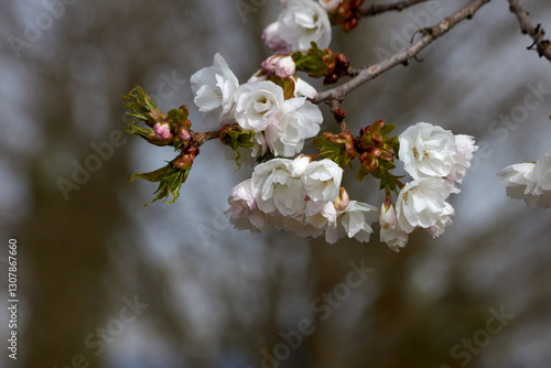 Blooming White Cherry Blossom Branch in Spring