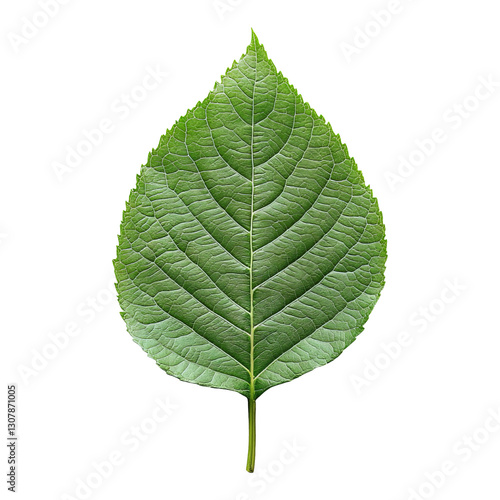 Natural Leaf Print on Recycled Paper Isolated with Transparent Background