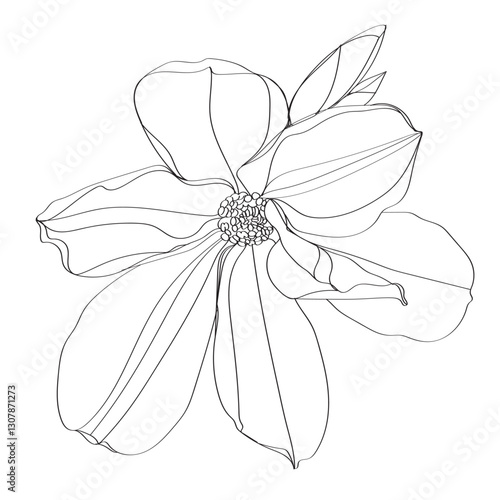 black and white line illustration of magnolia flower on a white background