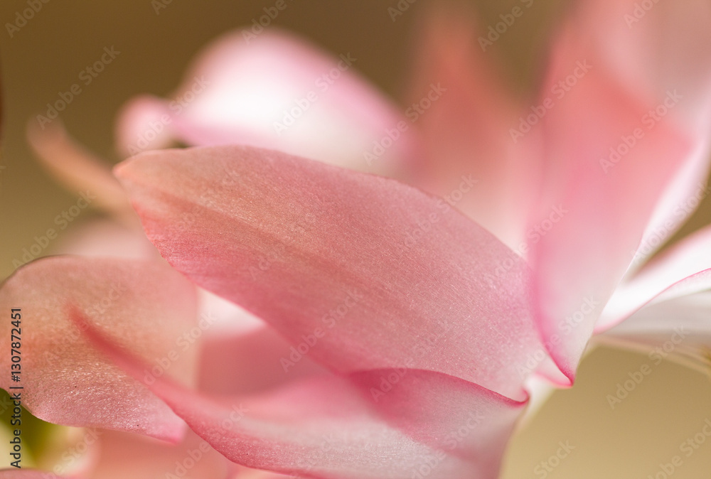 Delicacy in the close-up of a May flower. Delicacy in the close-up of a May flower.