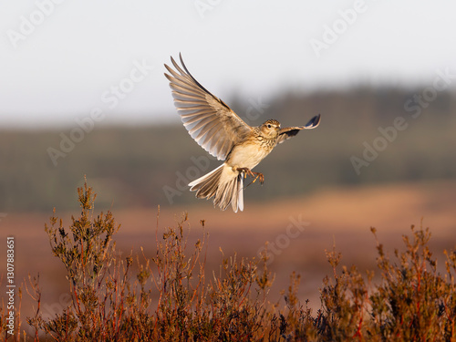 Obraz na plátne Skylark, Alauda arvensis