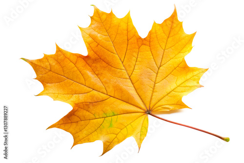 Wallpaper Mural maple leaf isolated on white Torontodigital.ca