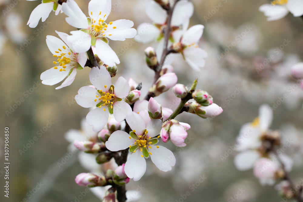 Close-up of white flowers of blooming cherry plum Close-up of white flowers of blooming cherry plum