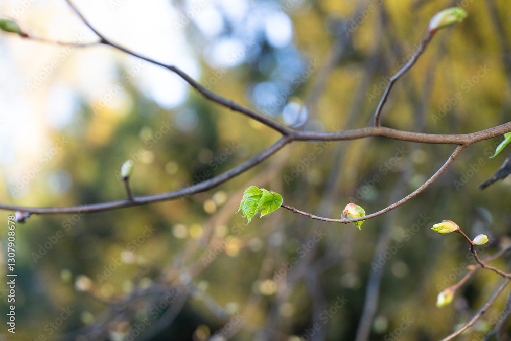 Tree branch with blossoming leaves on a sunny spring day close-up macro Tree branch with blossoming leaves on a sunny spring day close-up macro