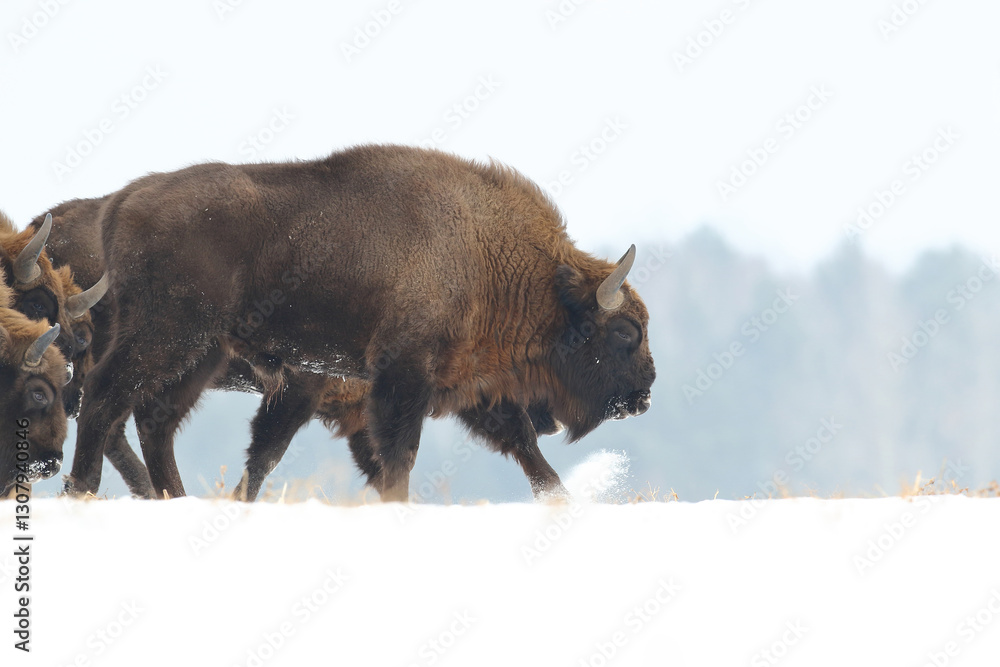 Żubr (Bos bonasus), wisent