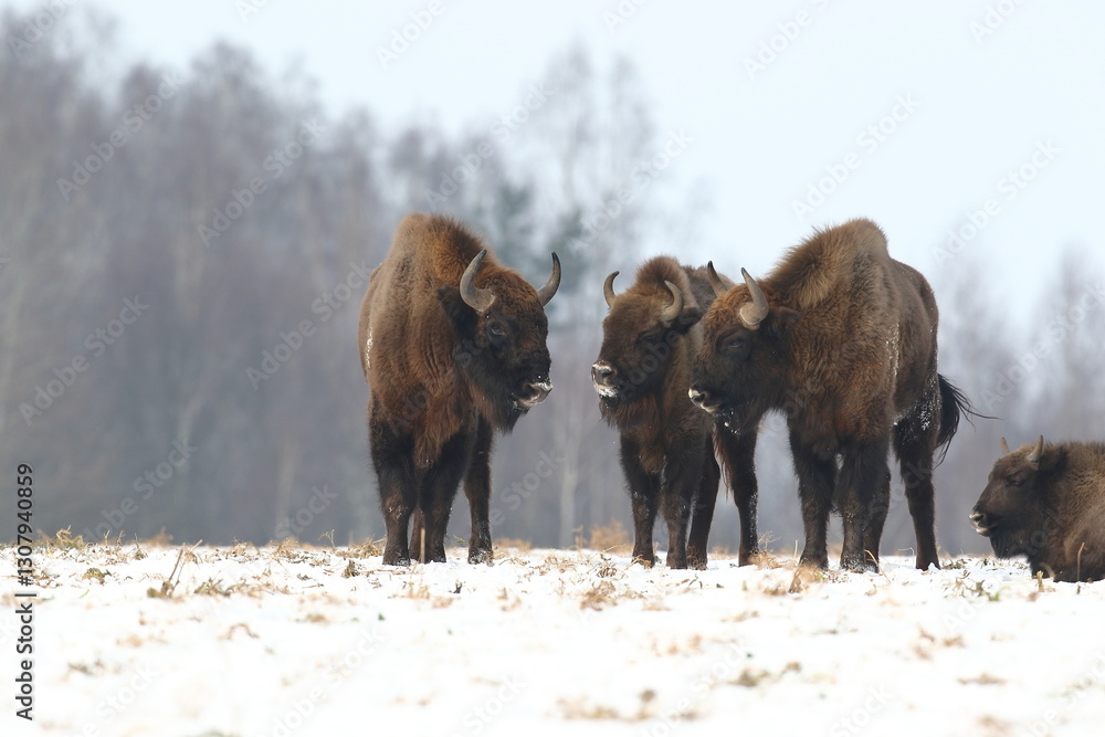Żubr (Bos bonasus), wisent