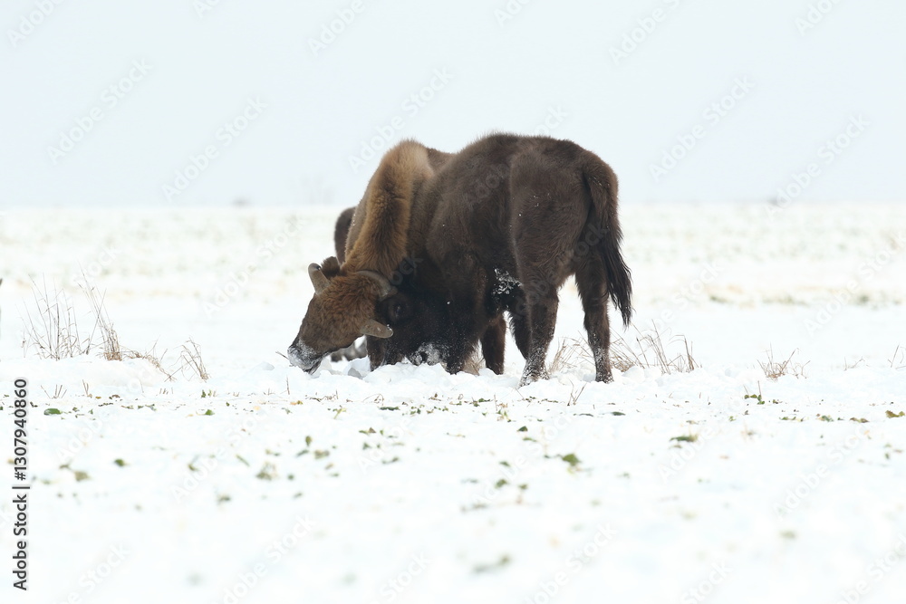Żubr (Bos bonasus), wisent