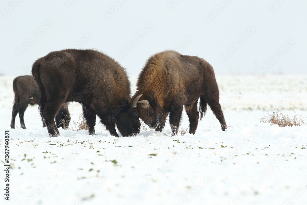 Żubr (Bos bonasus), wisent