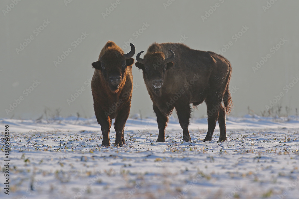 Żubr (Bos bonasus), wisent