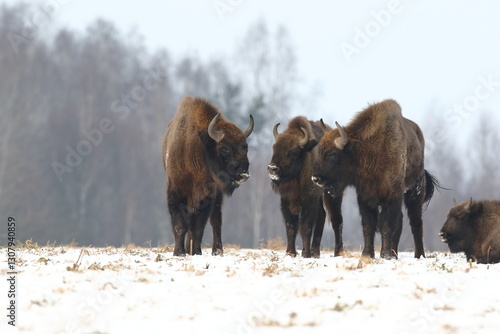 Obraz na płótnie Żubr (Bos bonasus), wisent w salonie