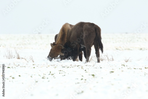 Obraz na płótnie Żubr (Bos bonasus), wisent w salonie