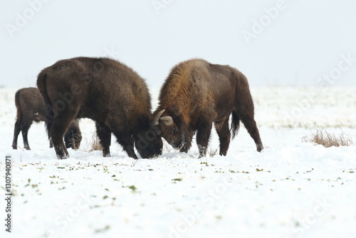 Obraz na płótnie Żubr (Bos bonasus), wisent w salonie