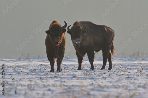Obraz na płótnie Żubr (Bos bonasus), wisent w salonie