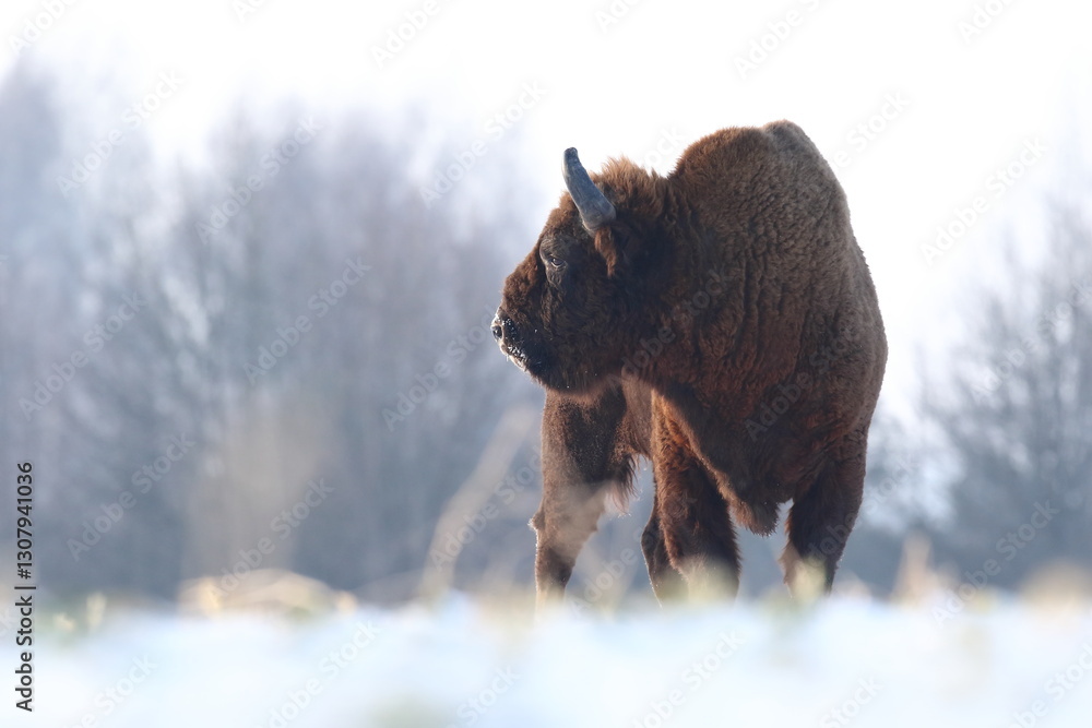 Żubr (Bos bonasus), wisent