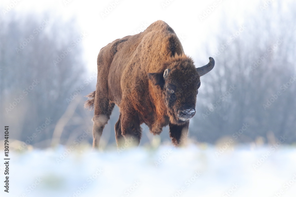 Żubr (Bos bonasus), wisent