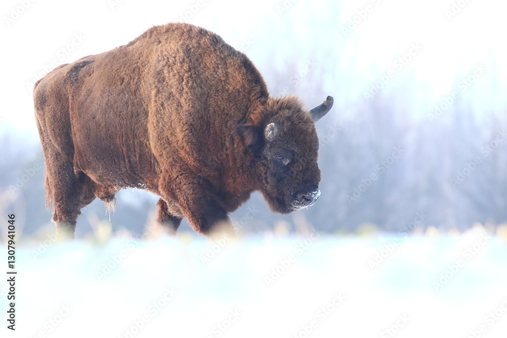 Żubr (Bos bonasus), wisent