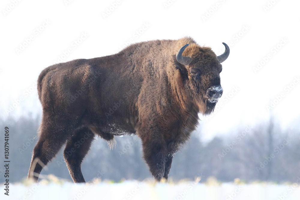Żubr (Bos bonasus), wisent