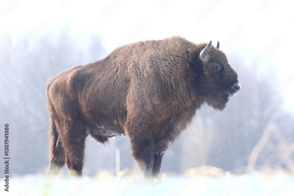 Żubr (Bos bonasus), wisent