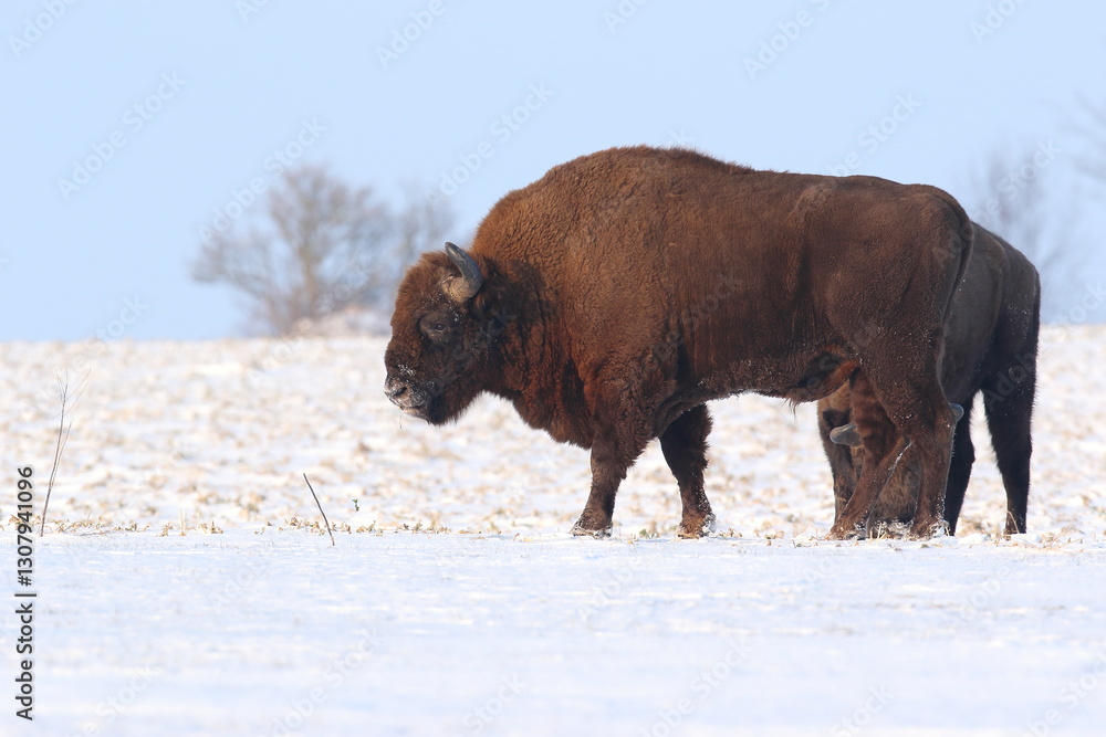 Żubr (Bos bonasus), wisent
