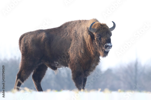 Obraz na płótnie Żubr (Bos bonasus), wisent w salonie