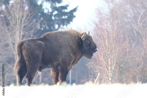 Obraz na płótnie Żubr (Bos bonasus), wisent w salonie