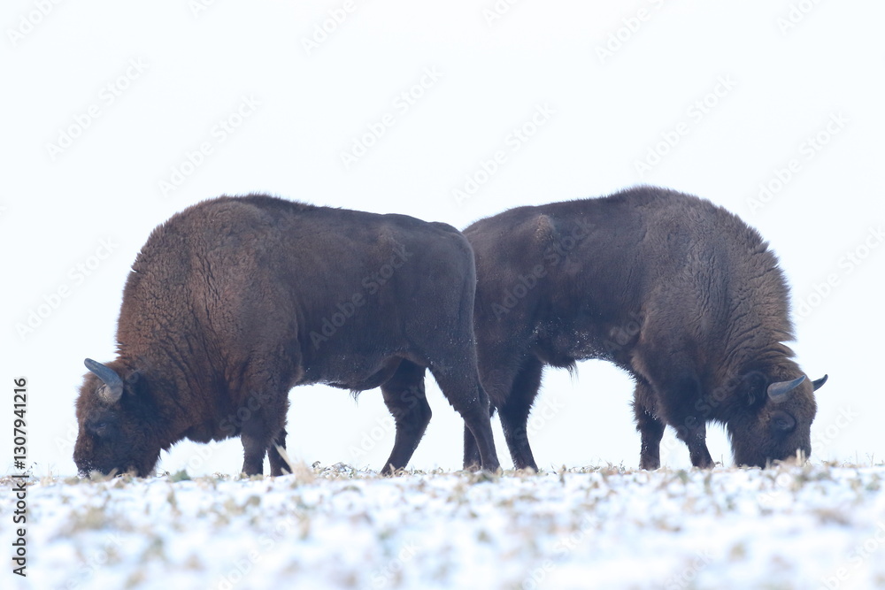 Żubr (Bos bonasus), wisent